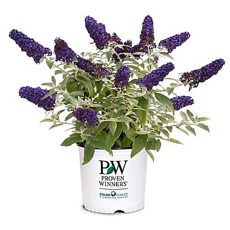 Pugster Blue Pot Pugster Blue Pot