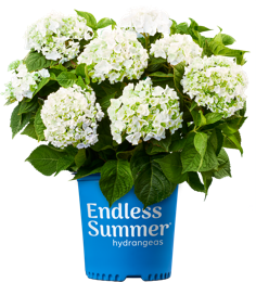 Endless Summer Hydrangeas