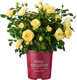 Easy Elegance Roses